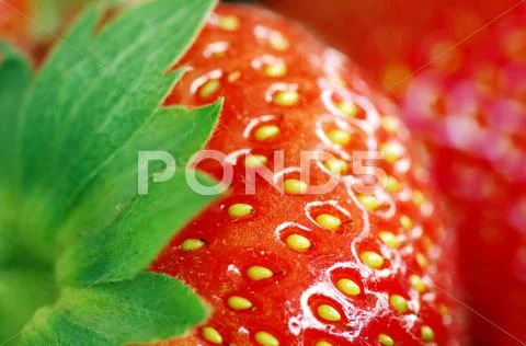 Strawberry Stock Photos