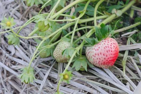 Strawberry 스톡 사진