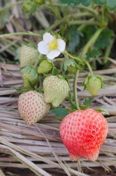 Strawberry Stock-Fotos