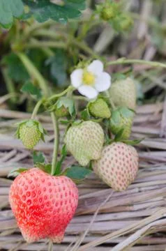 Strawberry 스톡 사진