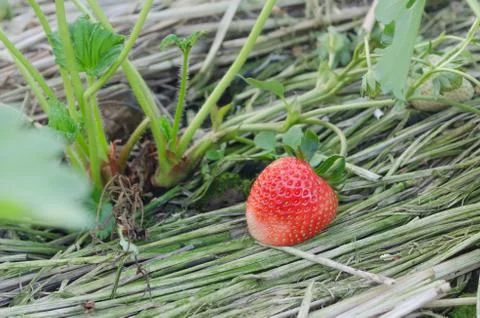 Strawberry Foto stock