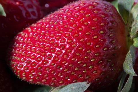 Strawberry Stock Photos