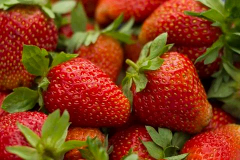 Strawberry Stock Photos