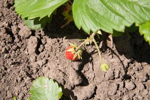 Strawberry Stock Photos