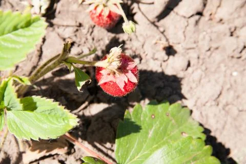 Strawberry Stock Photos