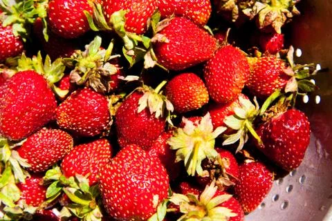 Strawberry Stock Photos