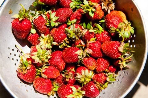 Strawberry Stock Photos