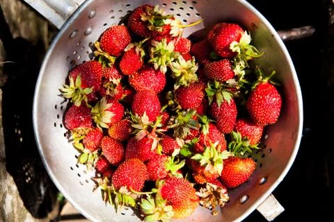 Strawberry Stock Photos