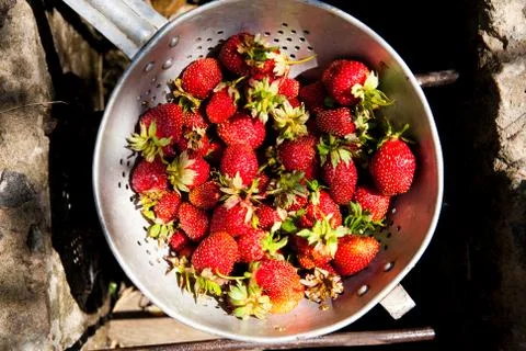 Strawberry Stock Photos