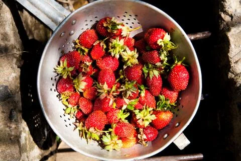 Strawberry Stock Photos