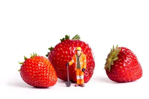 Strawberry Stock Photos