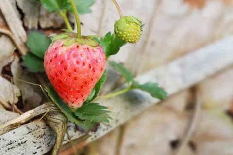 Strawberry Foto stock