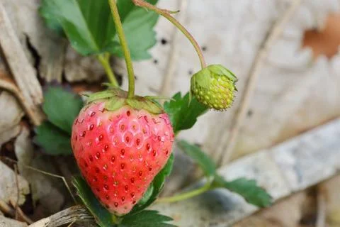 Strawberry Stock Photos
