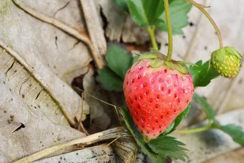 Strawberry Foto stock