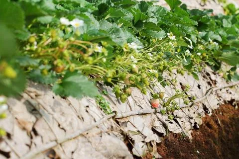Strawberry Stock Photos
