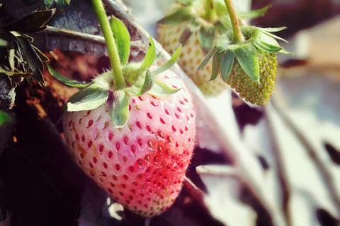 Strawberry Stock Photos
