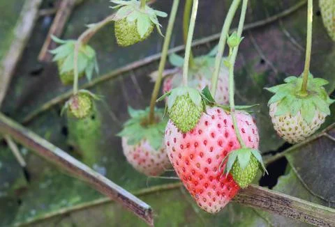 Strawberry Stock Photos