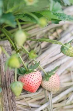 Strawberry Stock Photos