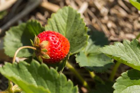 Strawberry Stock Photos