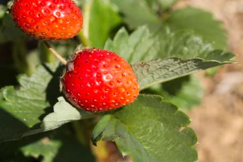 Strawberry Stock Photos