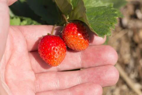 Strawberry Stock Photos