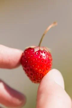 Strawberry Stock Photos