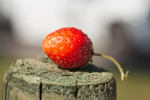 Strawberry Stock-Fotos