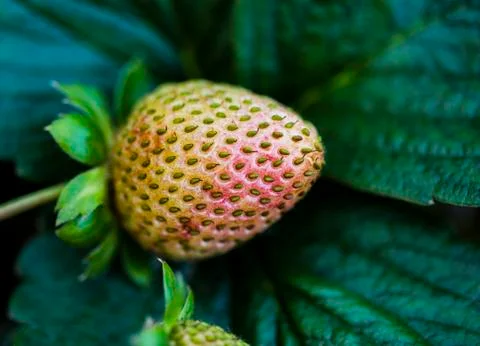 Strawberry Stock Photos
