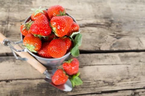 Strawberry Stock Photos