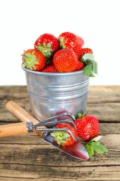 Strawberry Stock Photos