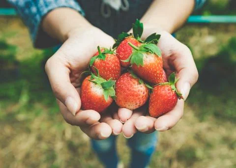 Strawberry Stock Photos