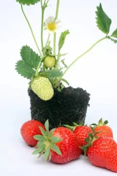 Strawberry Stock Photos