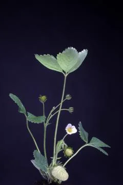Strawberry Stock Photos