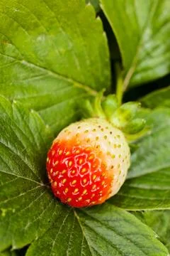 Strawberry 免费库存照片