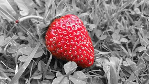 Strawberry Foto stock