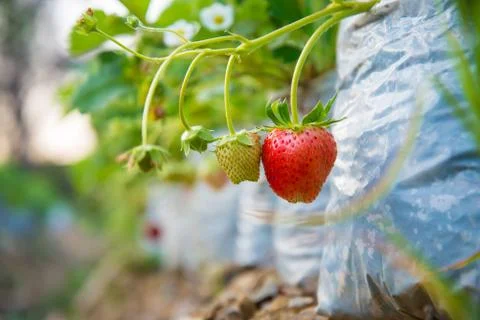 Strawberry Stock Photos