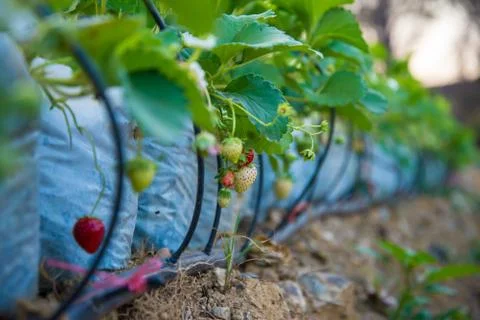 Strawberry Stock Photos