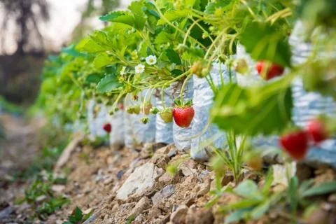 Strawberry Stock Photos
