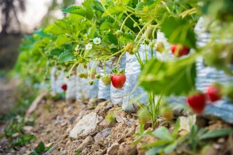 Strawberry Stock Photos
