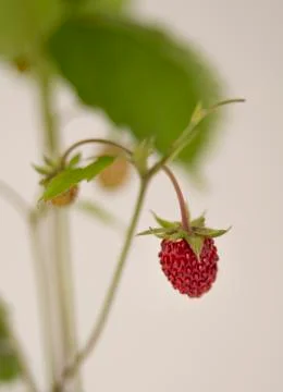 Strawberry Stock Photos