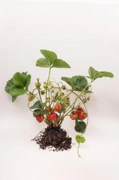 Strawberry Stock Photos