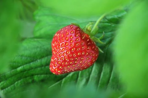 Strawberry Stock Photos