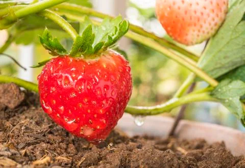 Strawberry Stock Photos