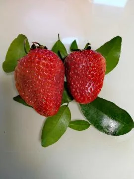 Strawberry Stock-Fotos