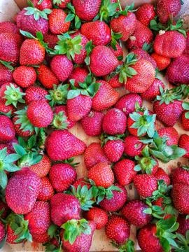 Strawberry Stock Photos