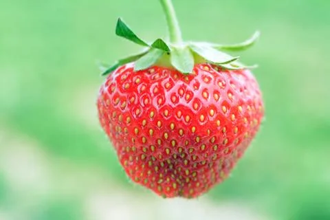 Strawberry Stock Photos