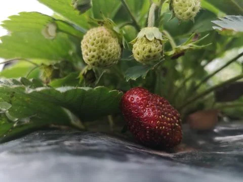Strawberry Stock Photos