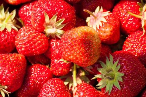 Strawberry Stock Photos