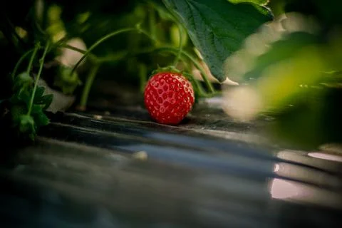 Strawberry Stock Photos