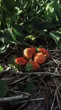 Strawberry Foto stock